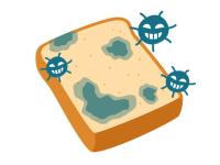 梅雨の時期にカビがもたらす体への影響